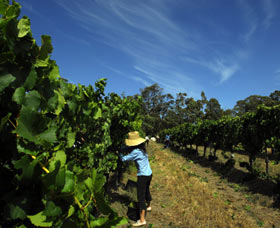 Cullen Wines - Winery Find 1