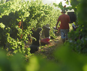 Cullen Wines - Winery Find 2