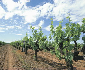 Scott River WA Winery Find