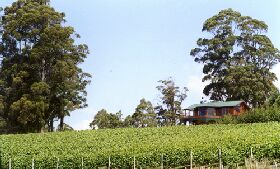 Barringwood Park Vineyard - Winery Find 1