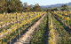 Goaty Hill Wines - thumb 1