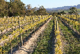 Goaty Hill Wines - Winery Find 1