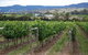 Goaty Hill Wines - thumb 2