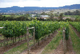 Goaty Hill Wines - Winery Find 2