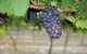 Goaty Hill Wines - thumb 3