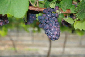 Goaty Hill Wines - Winery Find 3