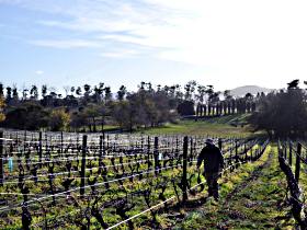 Holm Oak Vineyard - Winery Find 1