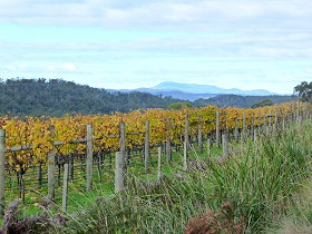 Moores Hill Estate - Winery Find 0