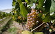 Three Wishes Vineyard - thumb 0
