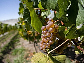Three Wishes Vineyard - Winery Find 0