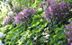 Grey Sands Vineyard - thumb 3