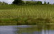 Brook Eden Vineyard - thumb 0