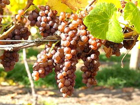 Moltema TAS Winery Find
