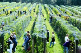 Crosswinds Vineyard - Winery Find 0