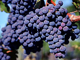 Morningside Vineyard - Winery Find 1