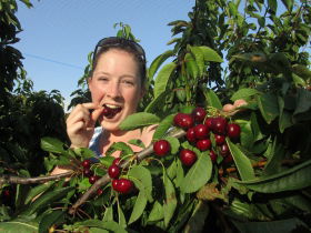 Sorell Fruit Farm - Winery Find 0