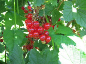 Sorell Fruit Farm - Winery Find 4