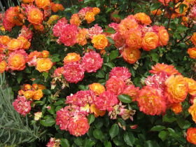 Sorell Fruit Farm - Winery Find 5