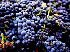 White Beach TAS Winery Find
