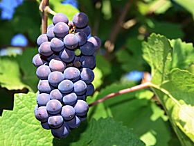 Nubeena TAS Winery Find