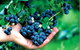 Tassie Blue Blueberries - thumb 1