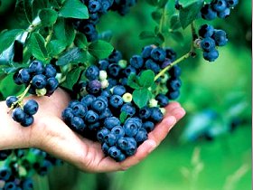 Tassie Blue Blueberries - Winery Find 1
