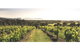 Bream Creek Vineyard - thumb 0