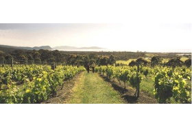 Bream Creek Vineyard - Winery Find 0