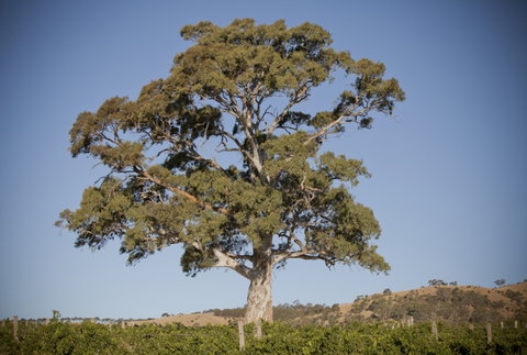 Gemtree Sustainable Cellar Door - Winery Find 3