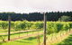 Cedar Creek Estate Vineyard And Winery - thumb 3