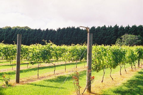 Cedar Creek Estate Vineyard And Winery - Winery Find 3