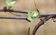 Magpie Springs - thumb 3