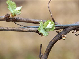 Magpie Springs - Winery Find 3