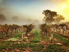 Lambert Estate Wines - Winery Find 3
