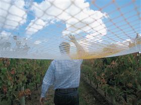 Mr. Riggs - Winery Find 2