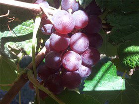 Top Note Vineyard - Winery Find 1