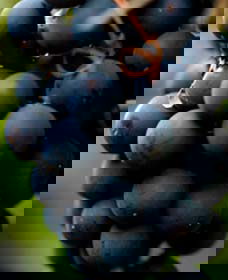 Swinging Bridge Estate - Winery Find 0