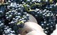 Orange Mountain Wines - thumb 2