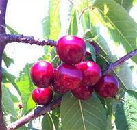 Ballinaclash Orchard and Cellar Door - Winery Find