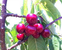 Ballinaclash Orchard and Cellar Door