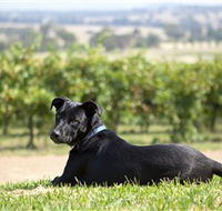 Moothi Estate Vineyard and Cellar Door - Winery Find