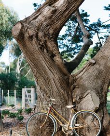 Kiltynane Wines - Winery Find 8