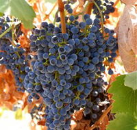 Glenburnie Vineyard - Winery Find