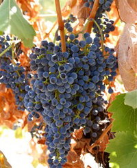 Book Tumbarumba Accommodation Vacations Winery Find Winery Find
