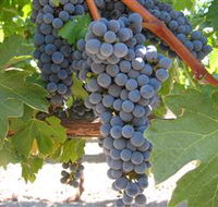 Joshuas Fault Wine - Winery Find