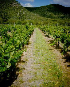 Kearsley NSW Winery Find