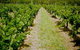 Gartelmann Wines - thumb 0