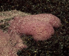 Tambo Wine - Winery Find 2