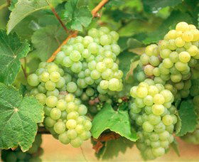 Dollys Flat NSW Winery Find