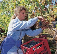 Marions Vineyard - Winery Find